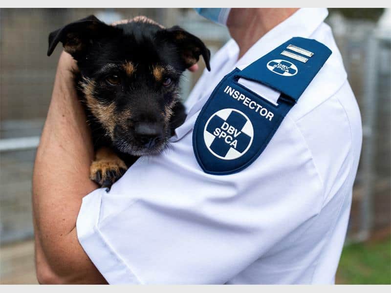 Inspecto R Dog Alberton SPCA warns of spike in dog poisonings | Alberton Record