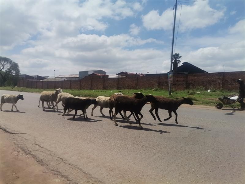 Report livestock on public roads Boksburg Advertiser