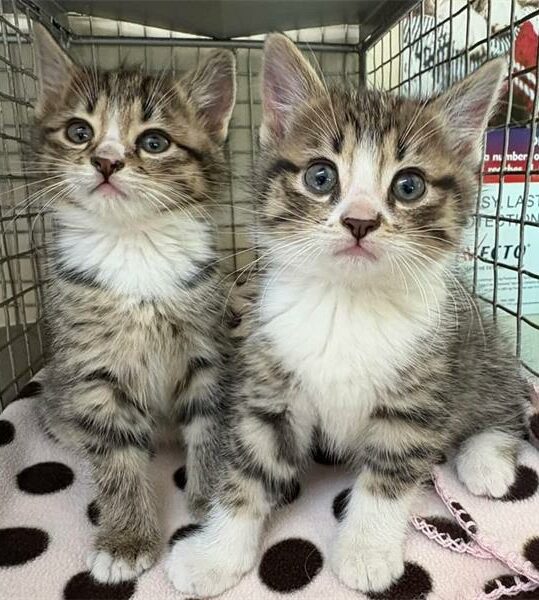 Give these pets a second chance | Boksburg Advertiser - The Citizen