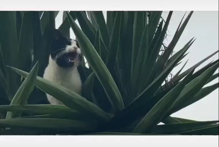 WATCH Kloof SPCA rescues cat stuck in a tree for a week Highway Mail