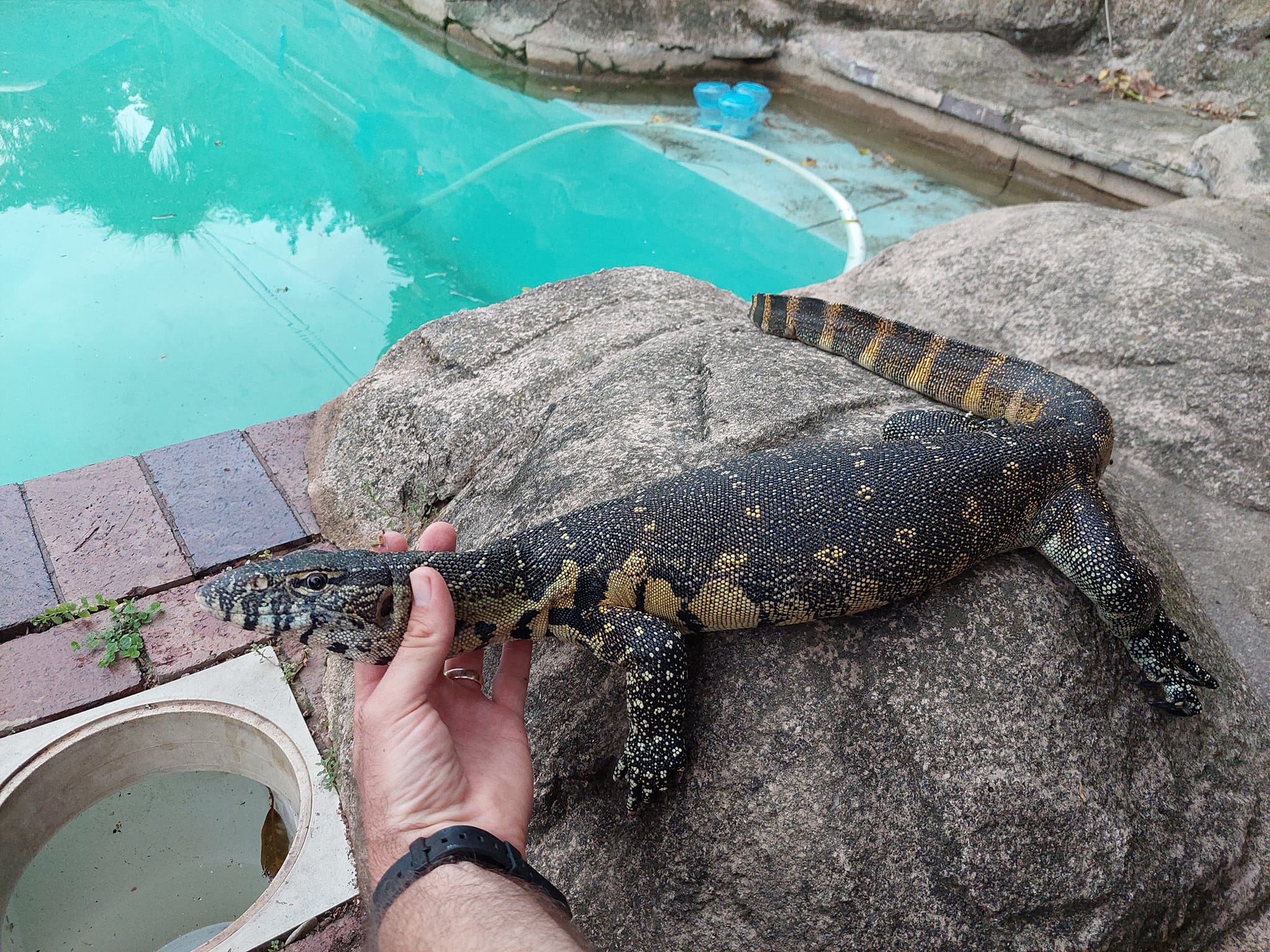 Snake catcher rescues monitor lizard at a pool in Westville home