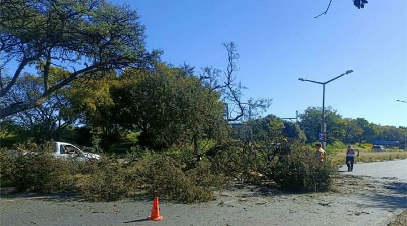 Tree falls onto moving vehicle on Voortrekker Road: 2 injured
