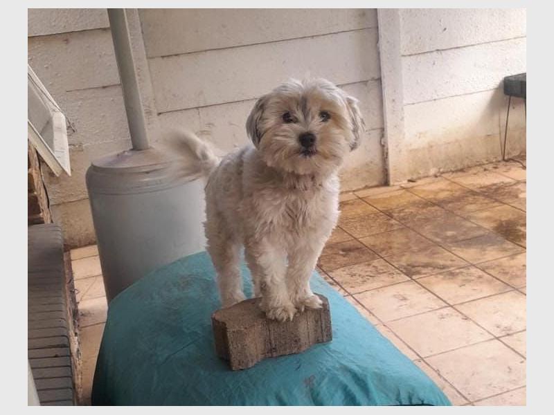 Luna still missing after break-in at Govender home