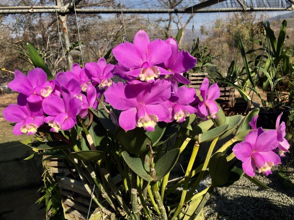 South African Orchid Council's National Show takes place in the Lowveld