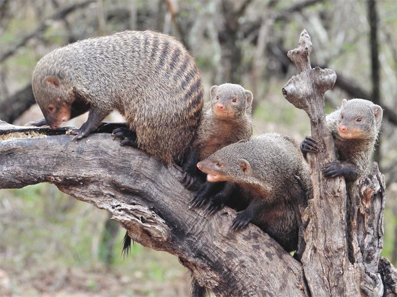 Magdoose Marloth mongooses a cause for possible eco imbalance? | Lowvelder
