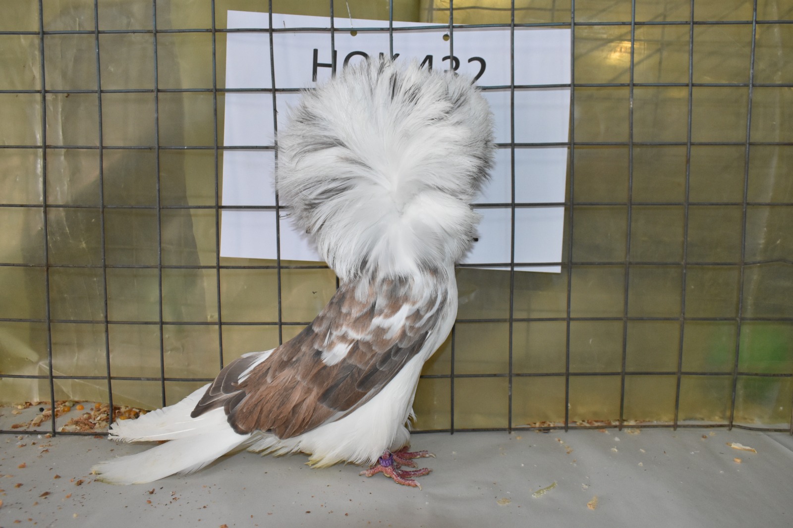 Fancy Pigeon Show A Magnificently Feathered Affair For The Lowveld fancy-pigeon-show-a-magnificently-feathered-affair-for-the-lowveld