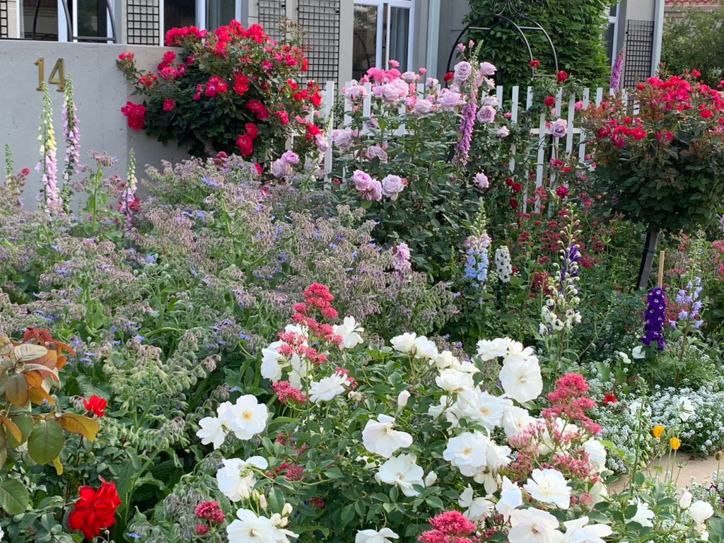 Need to move your roses? | Network News