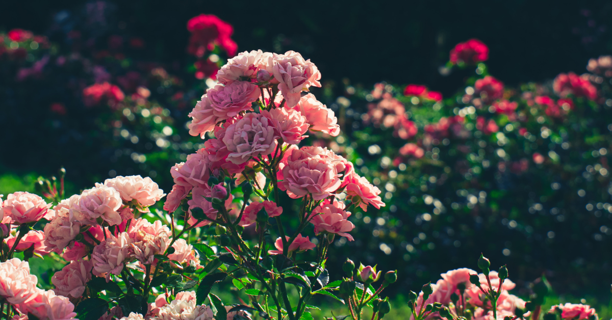 Easy ways to keep flowers blooming