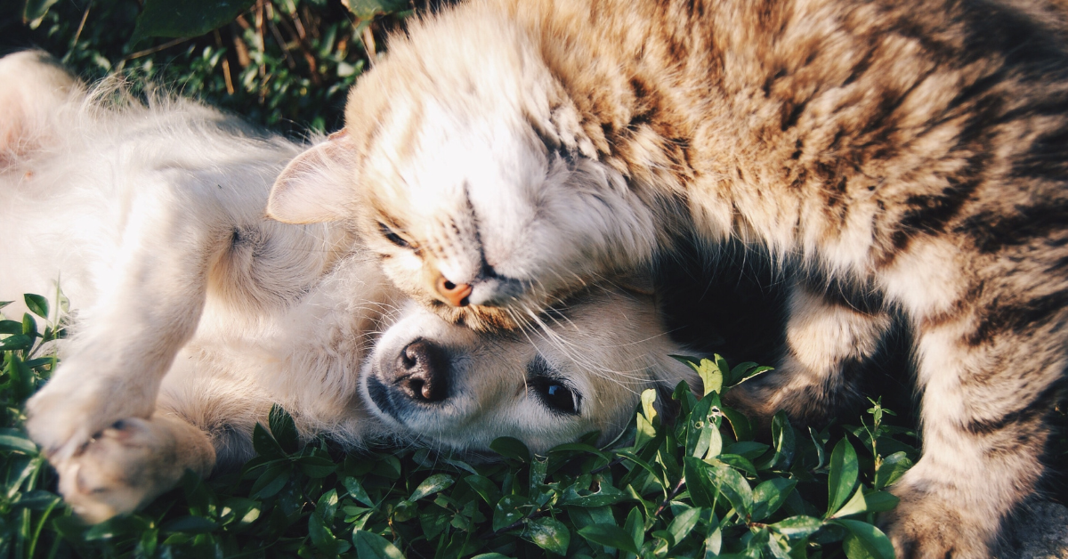 How to make more sustainable choices for your pets