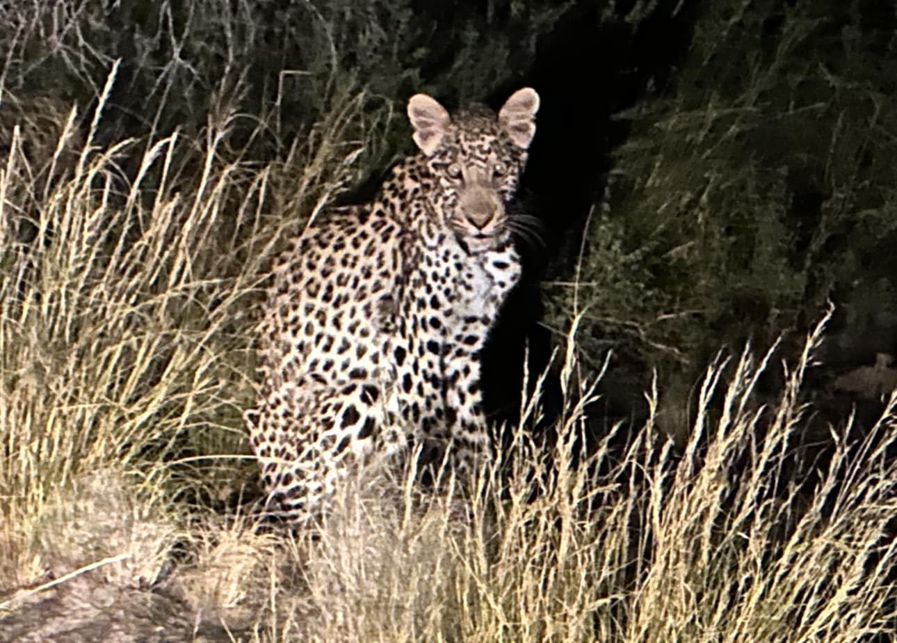 Cape Town man recalls life or death fight with leopard - LNN - Network News