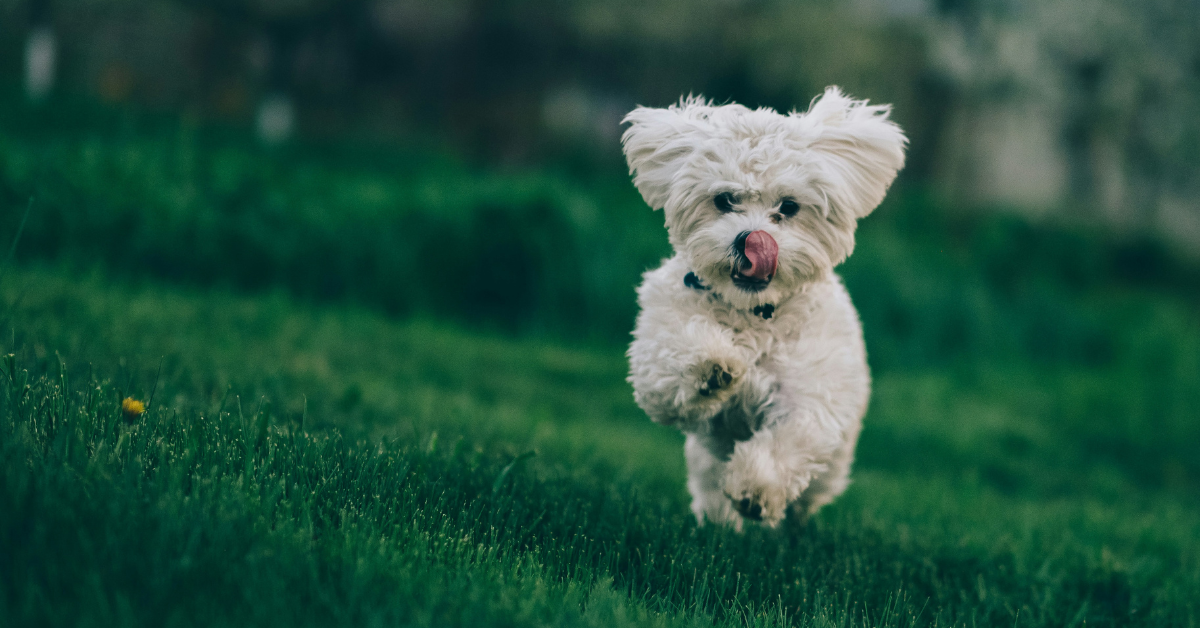 3 common dog breeds for people with allergies