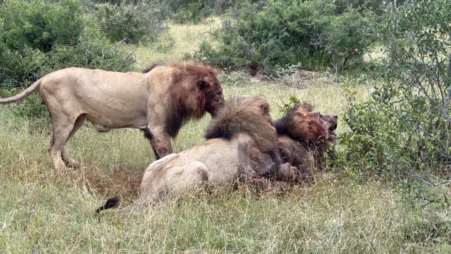 Watch: Lions seen killing and feeding on another lion - LNN - Vimarsana News