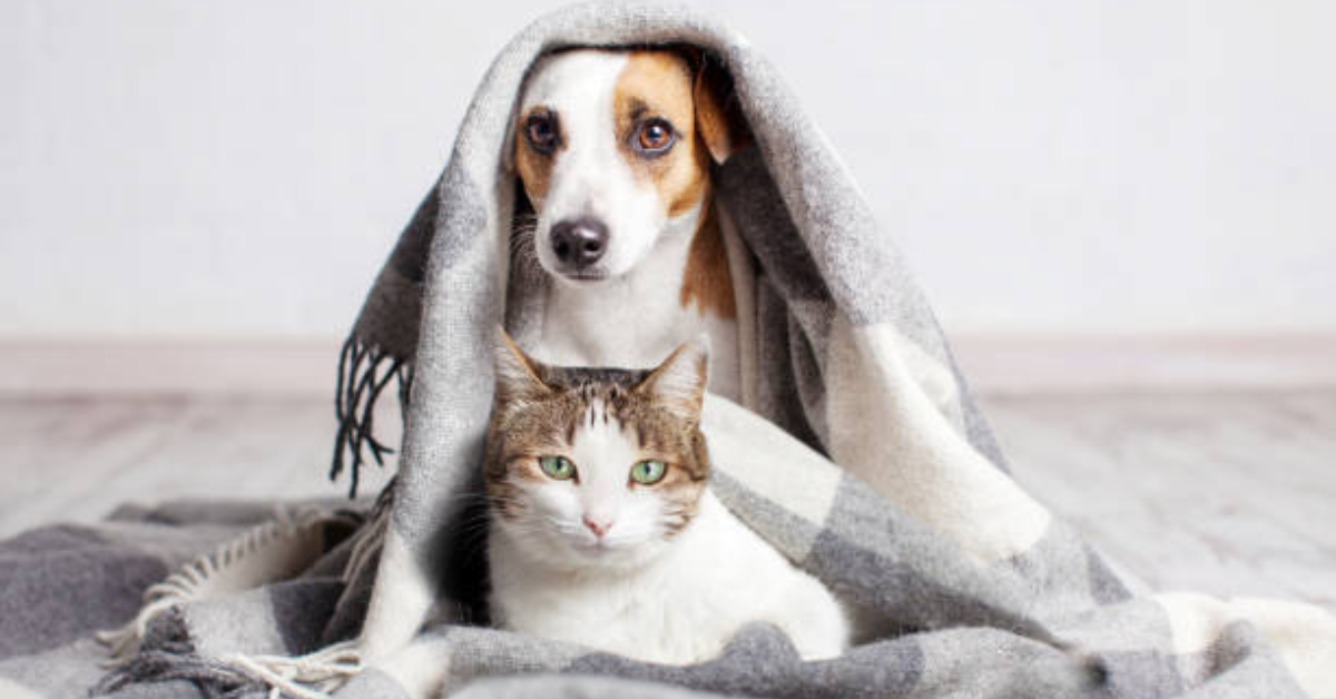 Winter survival tips for your pets