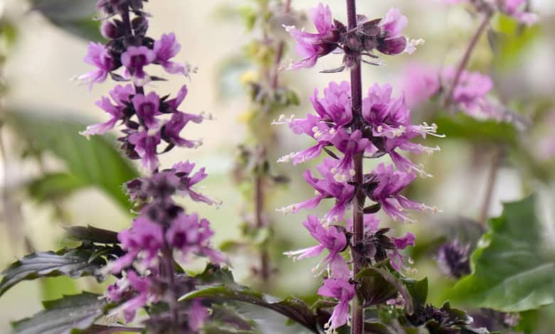 Flower foraging | Network News