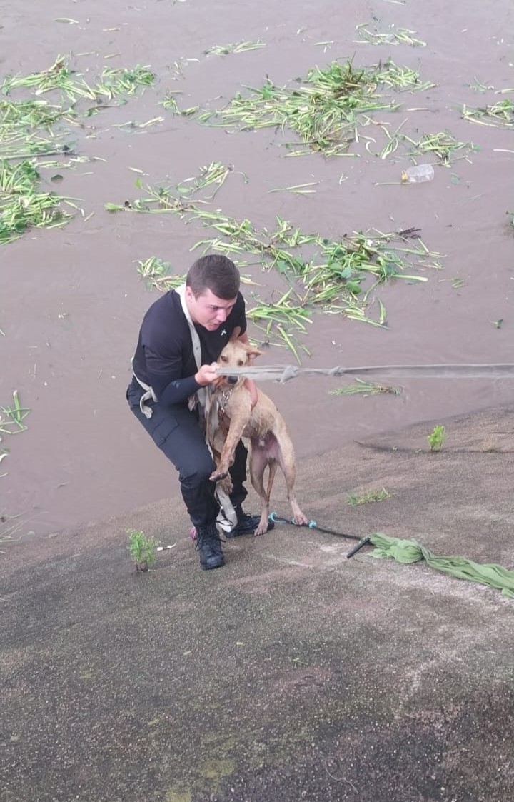 Tactical officer dives into canal to rescue dog South Coast Sun