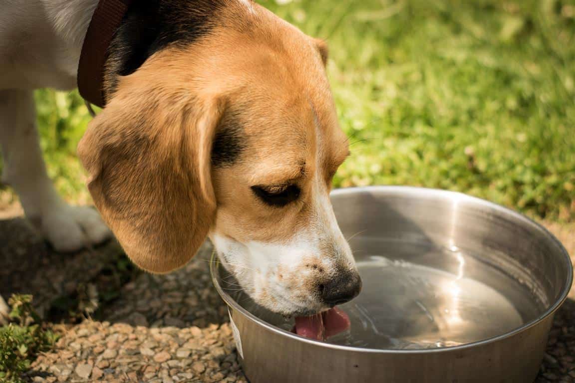 How to keep your pets cool and prevent heatstroke