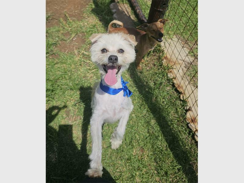 Adopt a pet | Springs Advertiser