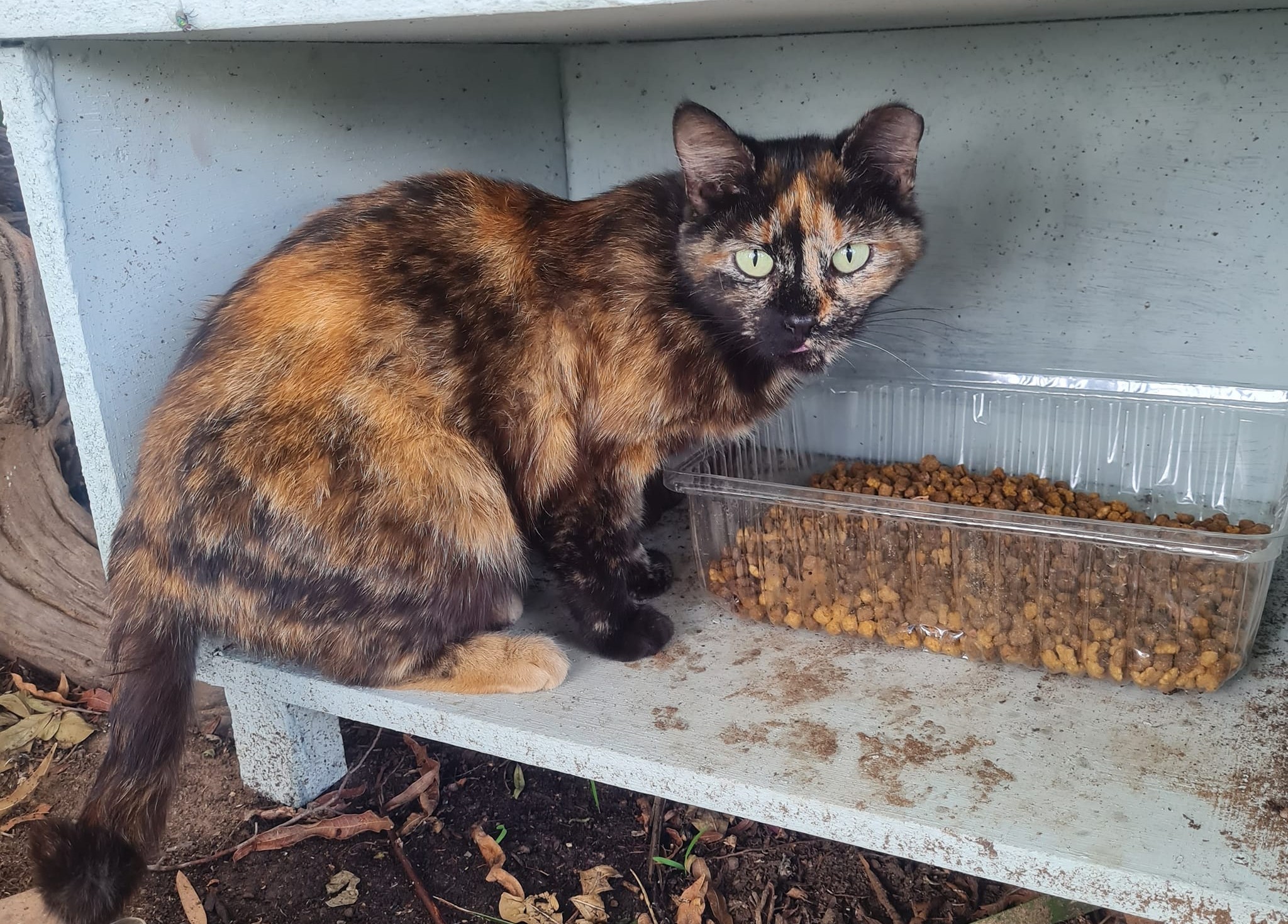 It's an uphill battle to feed feral cats Vaalweekblad