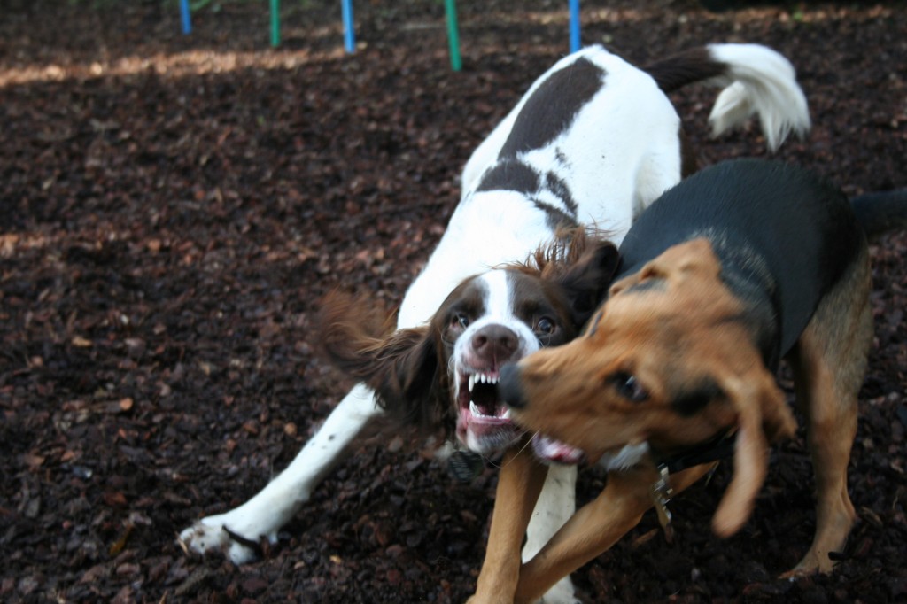 dog, fight