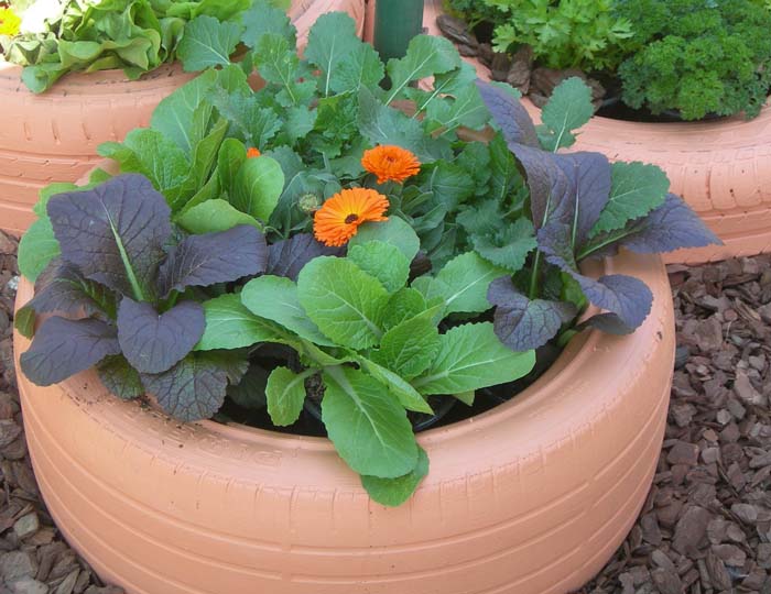 Grow winter veggies in containers The Citizen