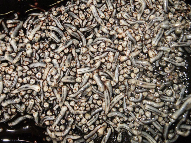 Faeces, food and glass emerge as moneymakers in Africa | The Citizen