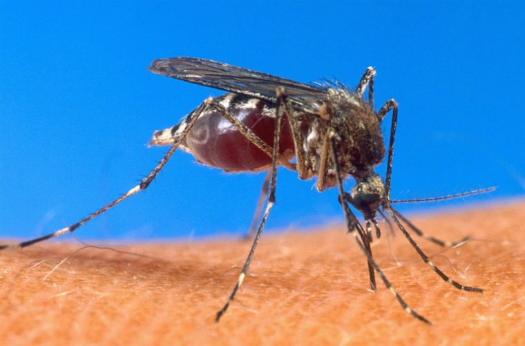 USDA/AFP/File / <br />Malaria infects some 200 million people and kills about 600,000 every year, more than 75 percent of them children under five, according to the WHO