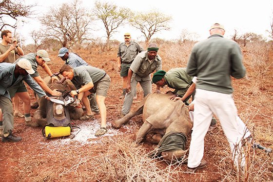 Conservation authorities dehorning white rhino before relocating them inside the iSimangaliso Wetland Park. Pic: iSimangaliso Wetland Park