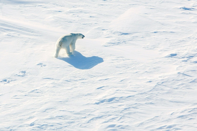 NTB SCANPIX/AFP/File / TORE MEEKA polar bear walks across the ice in the Arctic near the North Pole