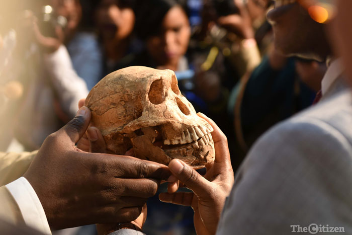 A newly found example of a Homo Naledi skeleton named Neo during a media event held at Maropeng, 9 May 2017 to announce more findings from the Rising Star cave system in which Homo Naledi was found a year and a half ago. The age of Homo naledi has been determined to be in the vicinity of 335 000-236000 years old, meaning that it is likely they roamed the earth in the vicinity of Homo Sapiens demonstrating for the first time that another species lived alongside the first humans in Africa. Picture: Neil McCartney