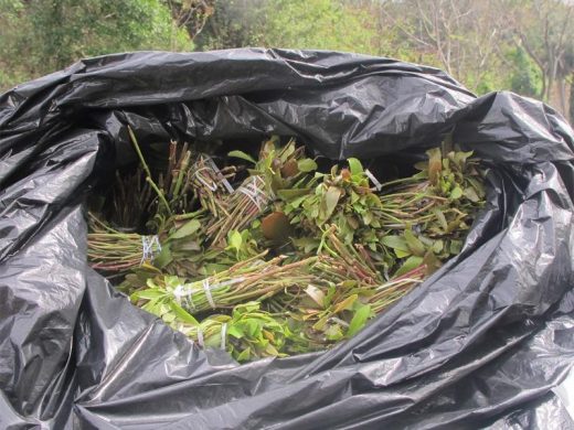 The plant was transported in big bags. Picture: South Coast Herald