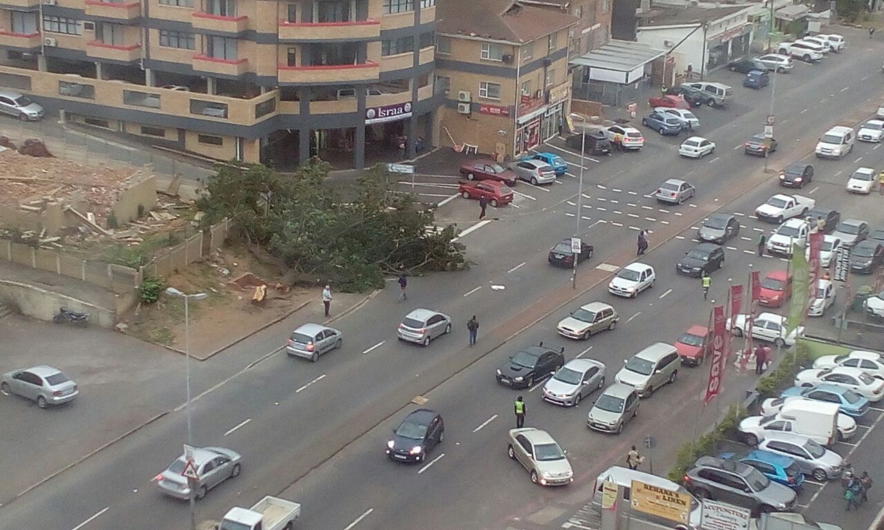 This tree collapsed on Brickfield Road in Overport.