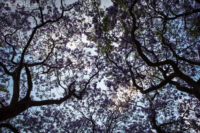 jacaranda-1-1