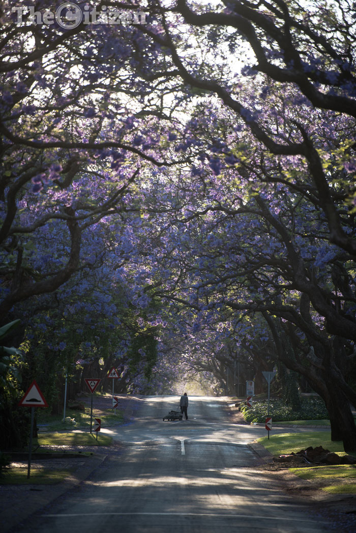 jacaranda-3-1