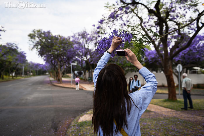 jacaranda-6