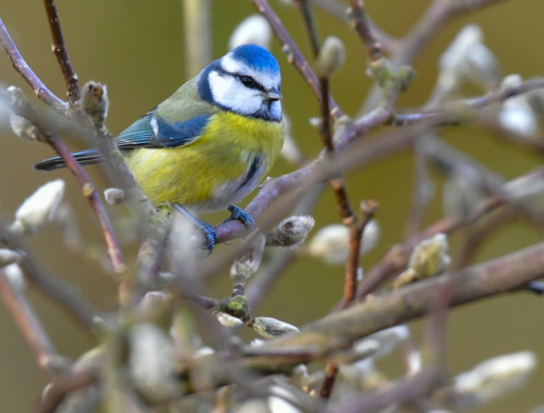 Mammals and birds are also affected when trees are cut down, especially when done illegally.