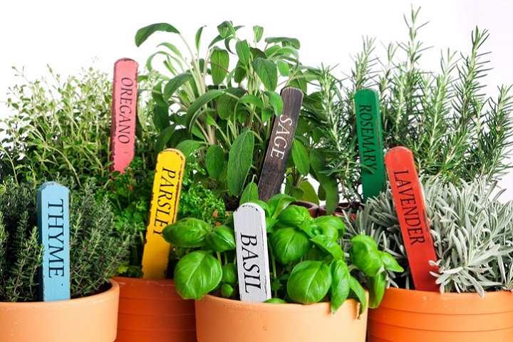 10 easy-to-grow herbs – The Citizen