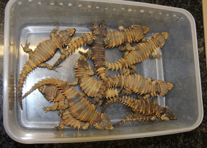 armadillo lizard for sale south africa