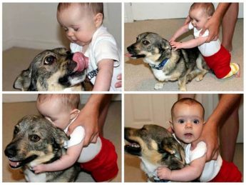 dog bites baby