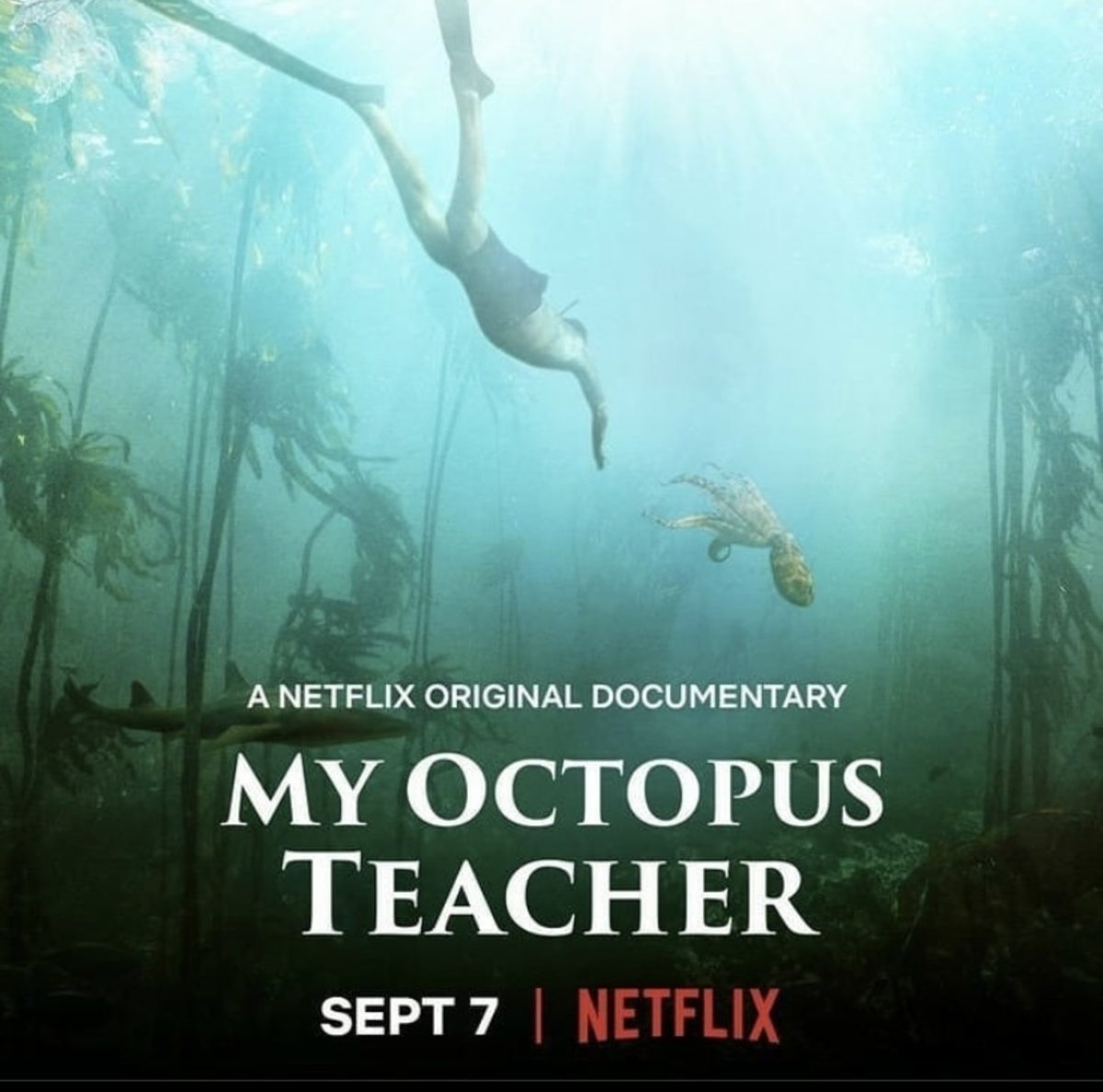 'My Octopus Teacher' gets an Oscar nomination The Citizen