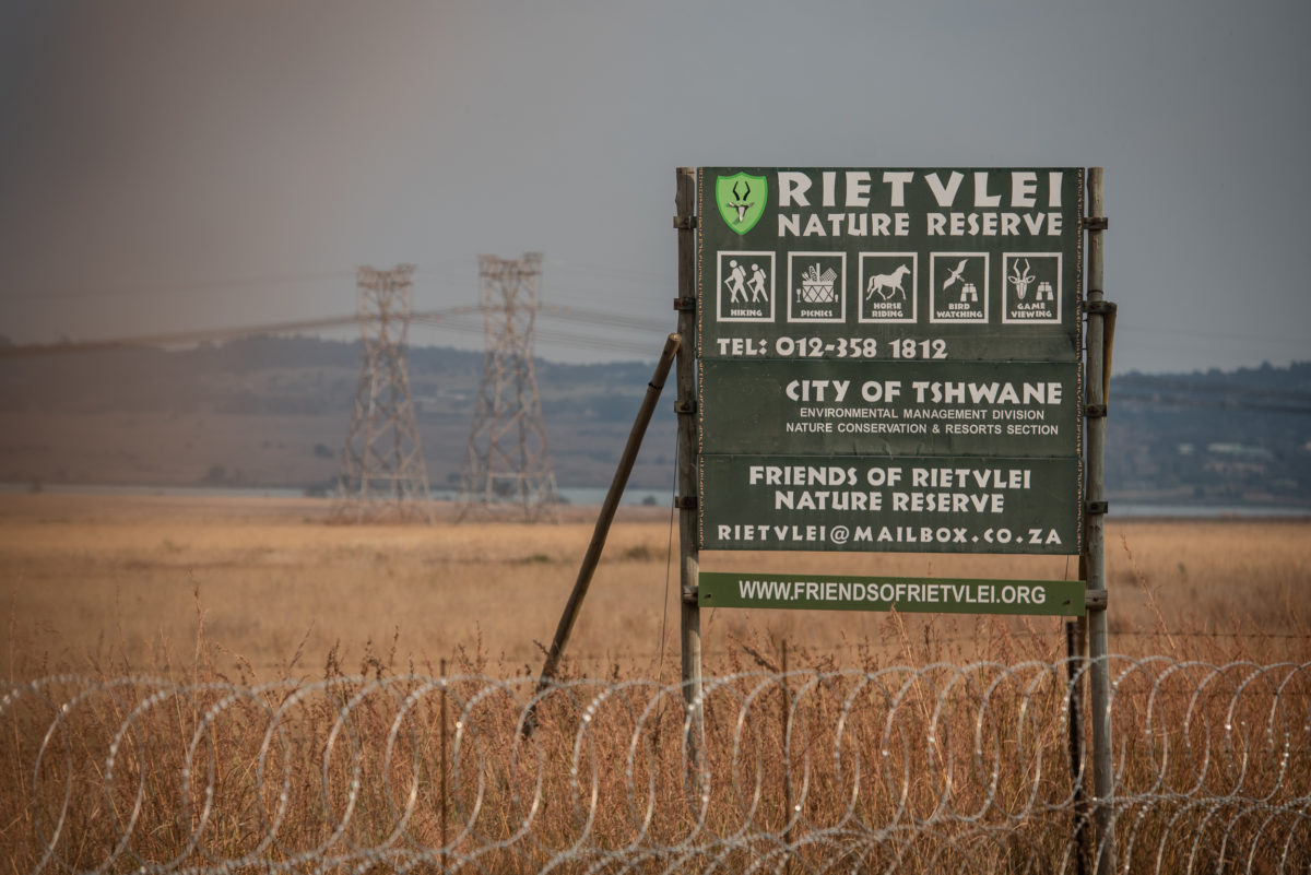 guiden Flyve drage kone ALERT: What to do when you spot missing cheetah in Tshwane — The Citizen