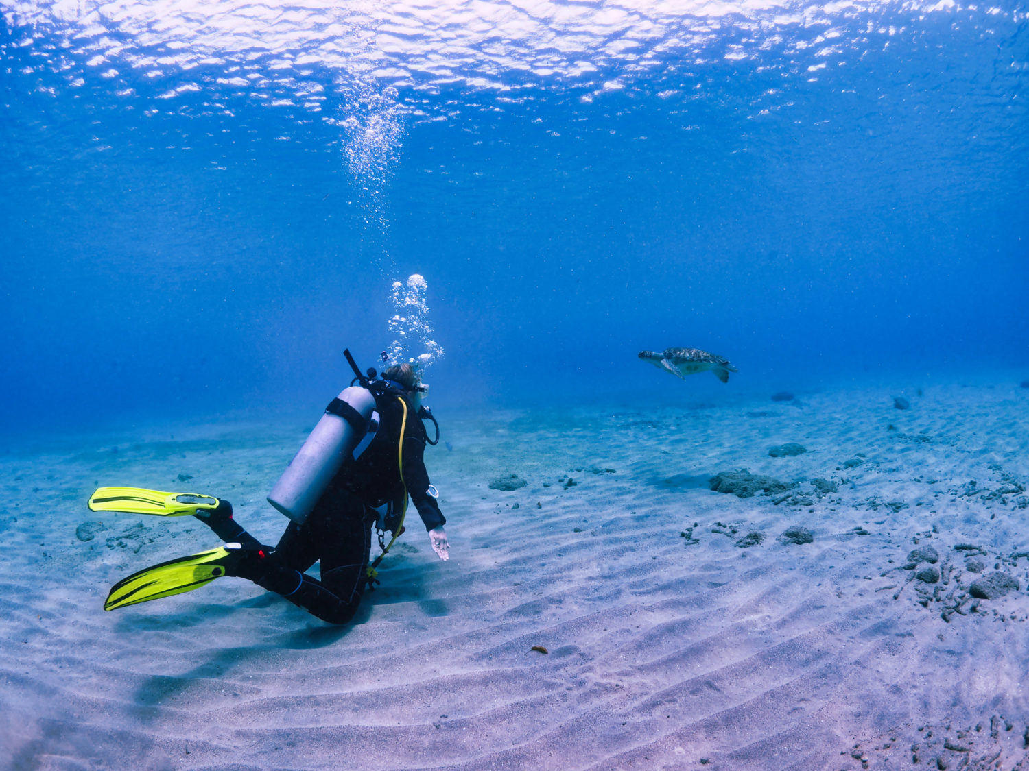 Female diver watching turtle