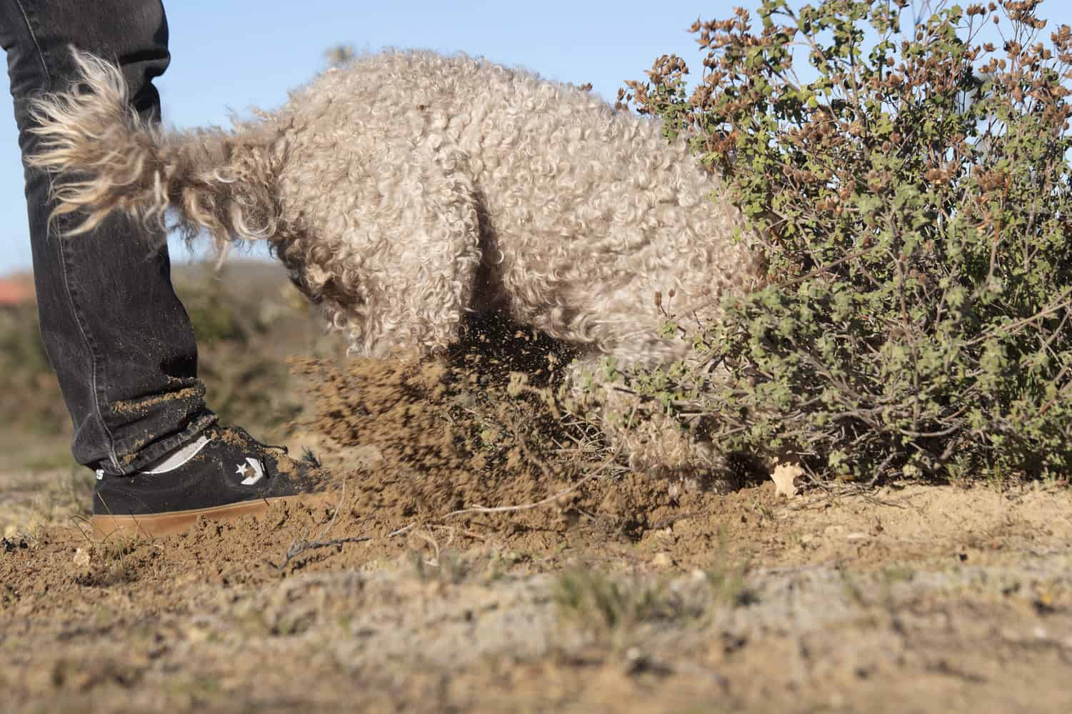 'Black diamond' farming SA's 'crazy' truffle farmers cash in on bet