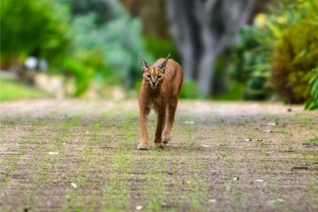 48++ Caracal kitten kirstenbosch Cat Pictures