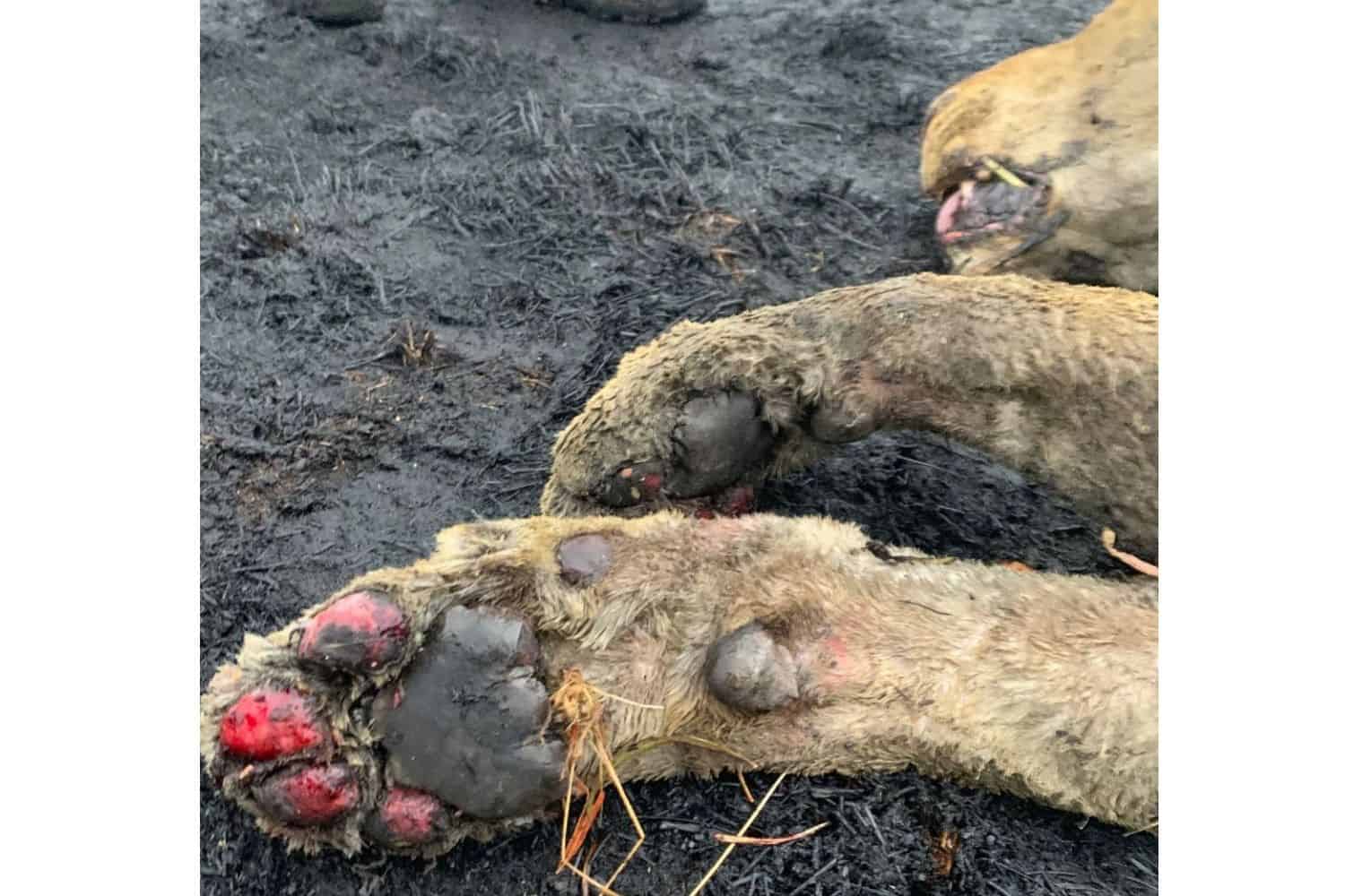 Leeuwen verbrand in FS-branden hebben SPCA-dampen