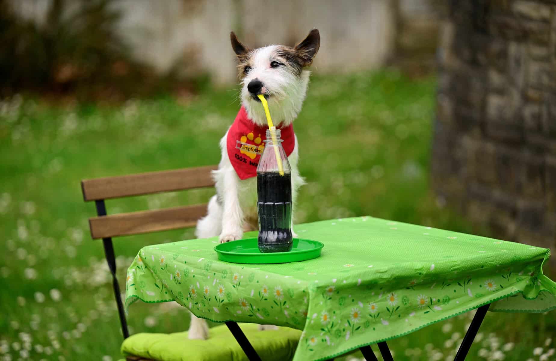 Dog drinking a softdrink