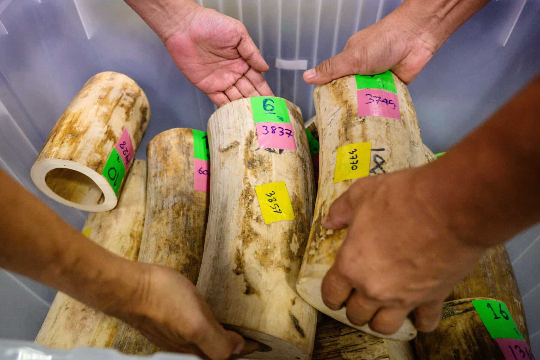 Pieces of seized ivory are packed away