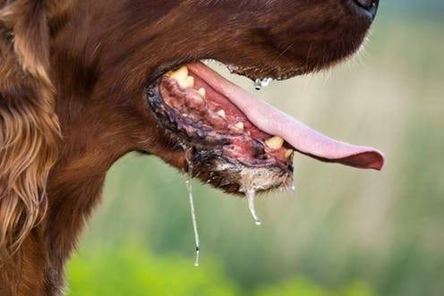 Rabid dogs in eShowe: one confirmed case, a second suspected