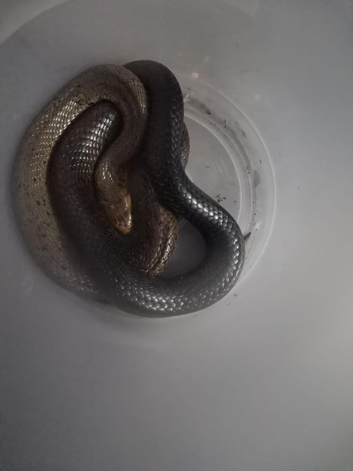 WATCH Richards Bay snake catcher wrestles with 1.8m forest cobra