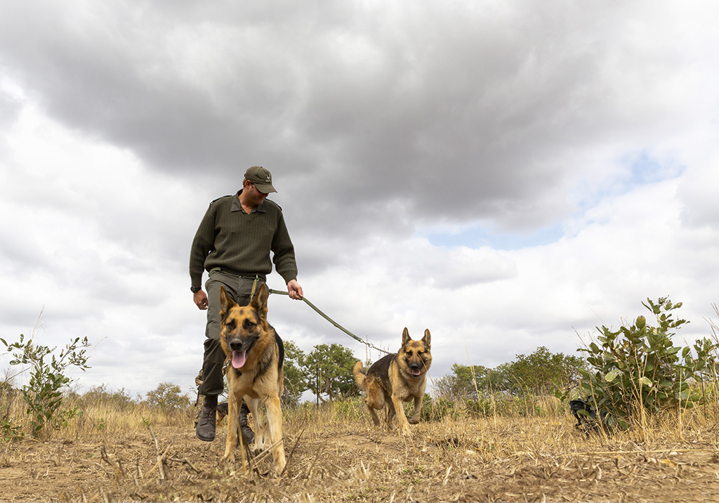 South Africa’s poaching plight highlighted