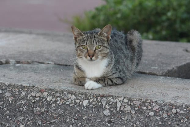 Help feed Richards Bay’s feral cats this festive season and beyond